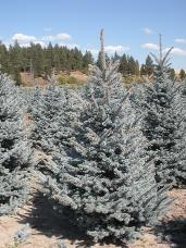 Colorado Spruce